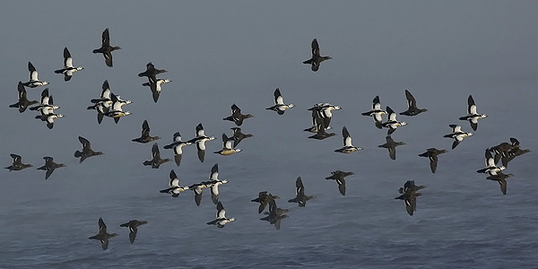 Allihaahka, Steller's Eider, Polysticta stelleri